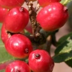 Viburnum 'Emerald Triumph'