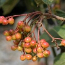 Viburnum flavescens