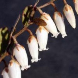 Chamaedaphne calyculata  - Chamaedaphne calyculata