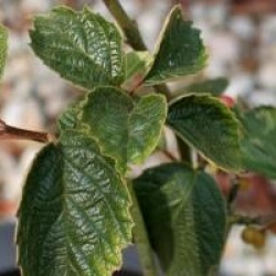 Viburnum flavescens