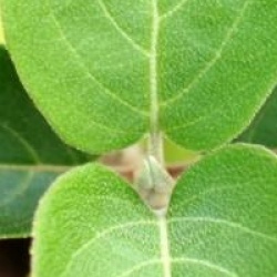 Viburnum macrocephalum f. keteleeri