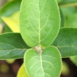 Viburnum macrocephalum f. keteleeri