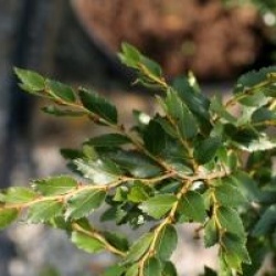 Nothofagus dombeyi 