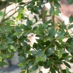 Nothofagus dombeyi 