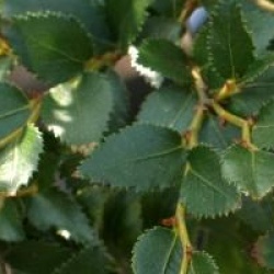 Nothofagus dombeyi 