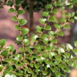 Nothofagus cunninghamii