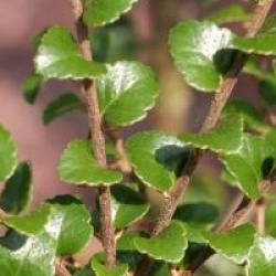 Nothofagus cunninghamii