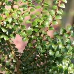 Nothofagus cunninghamii