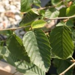 Nothofagus alessandrii 