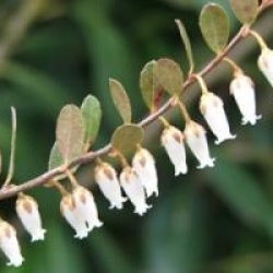Chamaedaphne calyculata 