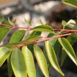 Tetradium glabrifolium 
