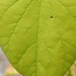  Cercis canadensis 'Hearts of Gold' �