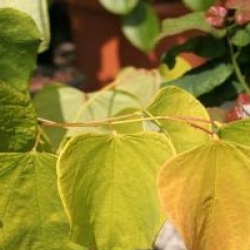  Cercis canadensis 'Hearts of Gold' �