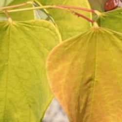  Cercis canadensis 'Hearts of Gold' �