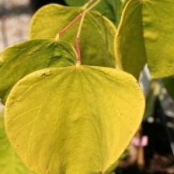  Cercis canadensis 'Hearts of Gold' �