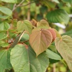 Idesia polycarpa
