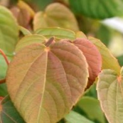 Idesia polycarpa
