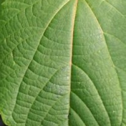 Idesia polycarpa