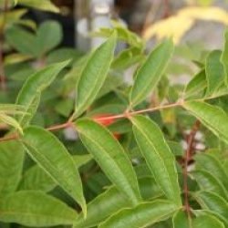 Phellodendron amurense