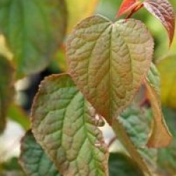 Tetracentron sinense