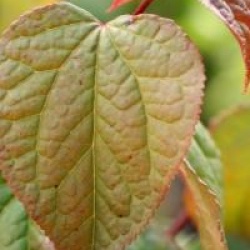 Tetracentron sinense