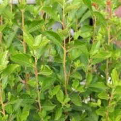 Clethra alnifolia 'Pink Spire'