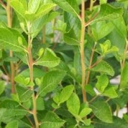 Clethra alnifolia 'Pink Spire'