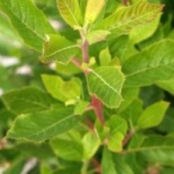 Clethra alnifolia 'Paniculata'