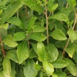 Clethra alnifolia 'Ann Bidwell'