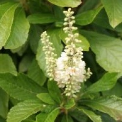 Clethra alnifolia 'Ann Bidwell' - Cl�thre Ann Bidwell