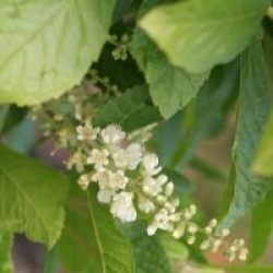 Clethra alnifolia 'Ann Bidwell'