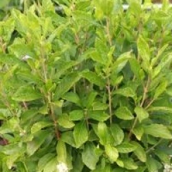 Clethra alnifolia 'Ann Bidwell'