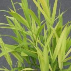 Chasmanthium latifolium - Iniola latifolia