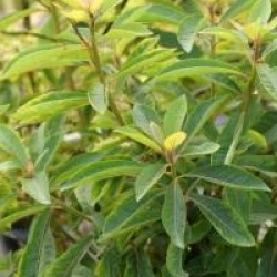 Clethra barbinervis