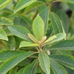 Clethra barbinervis