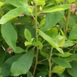 Clethra alnifolia 'Ruby Spire'