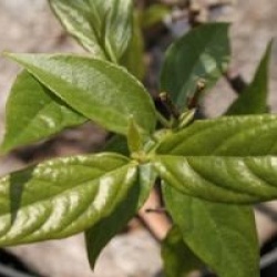 Chimonanthus praecox