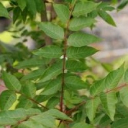 Pistacia chinensis