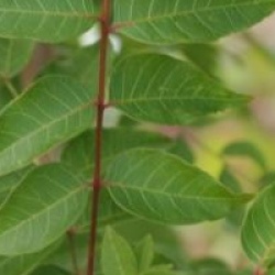 Pistacia chinensis