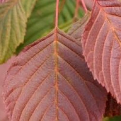 Euptelea pleiosperma 