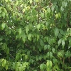 Chimonanthus praecox - Chimonanthe