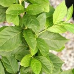 Sinojackia xylocarpa