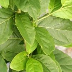 Sinojackia xylocarpa