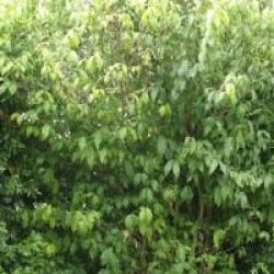 Chimonanthus praecox