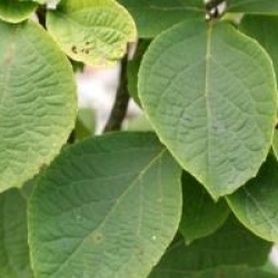 Styrax hemsleyanus