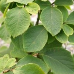 Styrax hemsleyanus