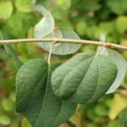 Cercidiphyllum japonicum f. pendulum 'Amazing Grace'