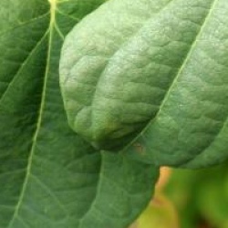 Cercidiphyllum japonicum f. pendulum 'Amazing Grace'