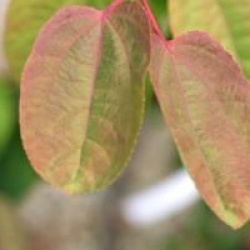 Cercidiphyllum japonicum 'Krukenberg Dwarf'  - Cercidiphyllum Krukenberg Dwarf