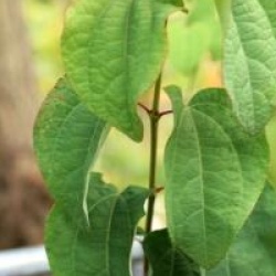 Cercidiphyllum japonicum 'Krukenberg Dwarf' 